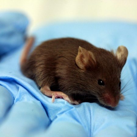 Эксперимент американских ученых с мышами