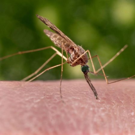 Геном малярийных комаров